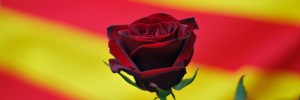 rosasenyera2