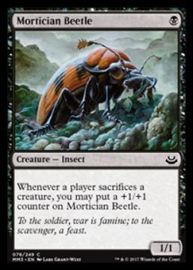 morticianbeetle